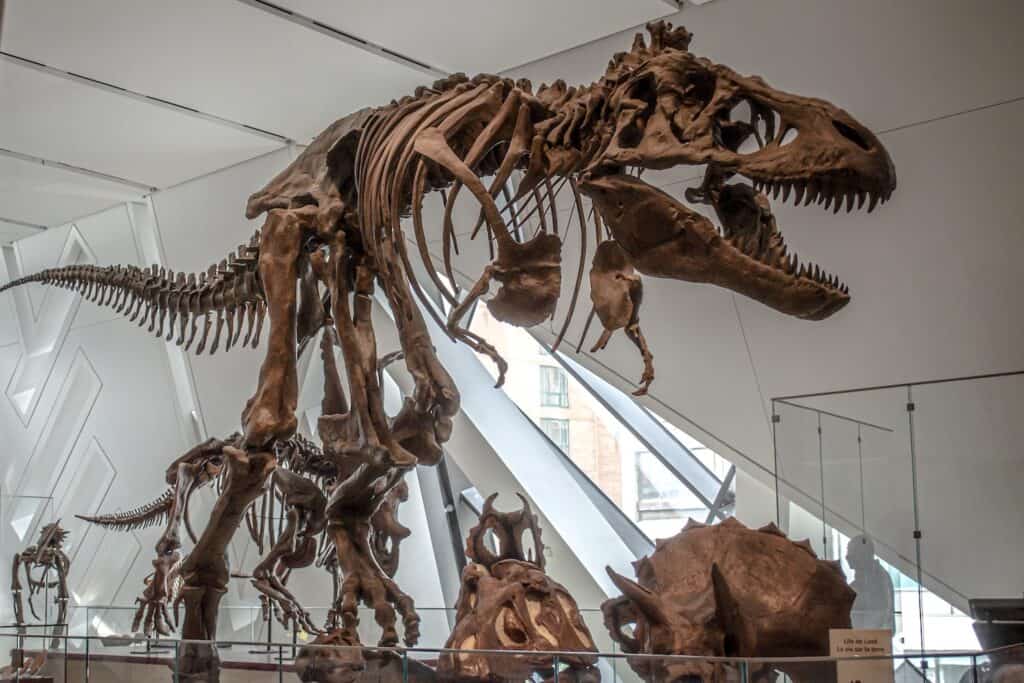 dinosaur fossils rom toronto