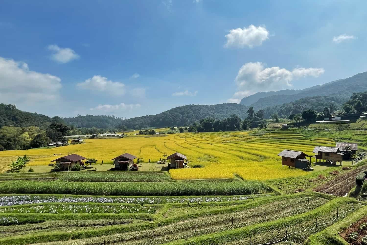 Chiang Mai rice fields Thailand